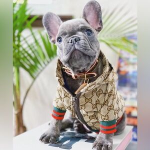 Luxury Beige Dog Jacket with Red and Green Stripes